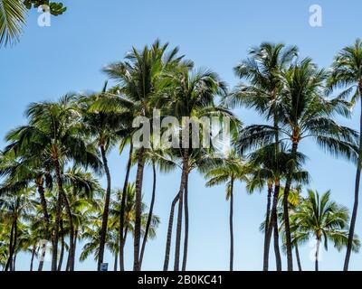 Palm trees swaying against a beautiful blue sky background. Stock Photo