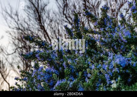 A bunch of Hyssopus officinalis (hyssop) stems with small purple blooming flowers shot at sunset Stock Photo