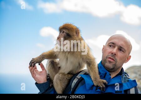 A man with a monkey Macaca sylvanus on his shoulder in Gibraltar Wildlife Sanctuary Stock Photo