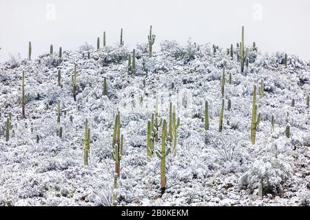 A winter storm covers Saguaro cactus in snow at Saguaro National Park East in Tucson, Arizona