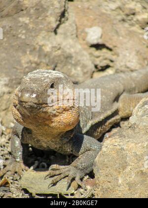 canary lizard, typical of the islands Stock Photo
