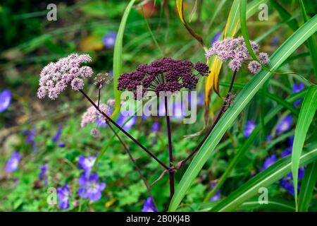 Angelica sylvestris purpurea Vicar’s Mead,Wild angelica,purple stems,purple flowers,flowerheads,umbellifer,umbellifers,garden,biennial,RM Floral Stock Photo