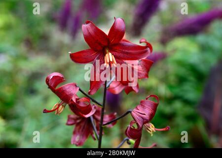 lilium red velvet,lilium red flavour,asiatic hybrid,red tiger lily,red tiger lilies,flowers,flowering,floriferous,RM Floral Stock Photo