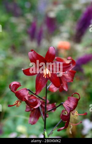 lilium red velvet,lilium red flavour,asiatic hybrid,red tiger lily,red tiger lilies,flowers,flowering,floriferous,RM Floral Stock Photo