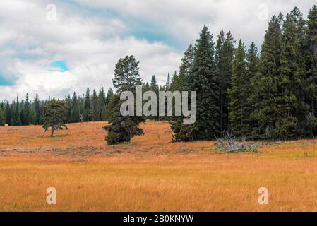 Golden grassy meadows, green pines and forest under a blue sky with white clouds. Stock Photo