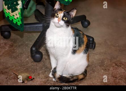 Pumpkin, a calico cat, sits on the floor with a catnip house in a home office, Jan. 5, 2016, in Coden, Alabama. Stock Photo