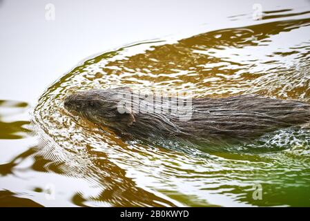 Muskrat rodent (Ondatra zibethicus) swimming in river Stock Photo