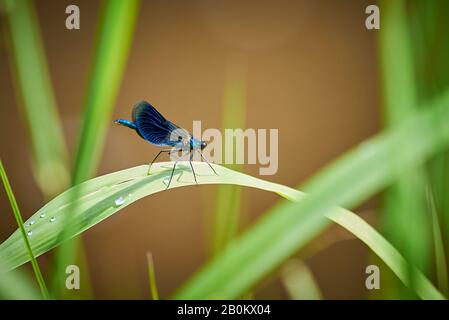 Blue Damselfly Insect sitting on a leaf Stock Photo