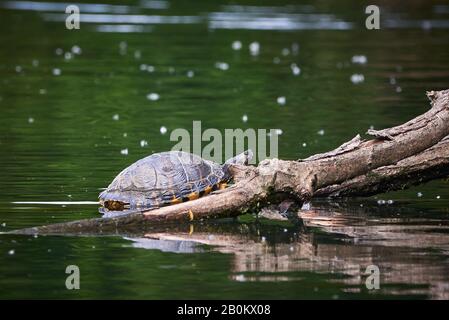 Yellow-bellied slider turtle (Trachemys scripta scripta) Warming Up Stock Photo