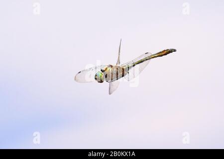 Dragonfly Insect in flight, blue sky background Stock Photo
