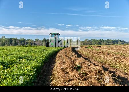 Peanut harvest, John Deere tractor inverting peanut crop  'Arachis hypogaea'. Stock Photo