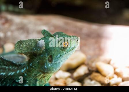 One male green crested basilisk reptile lizard with bright yellow eyes. Selective focus on the eye with shallow definition of field. Stock Photo
