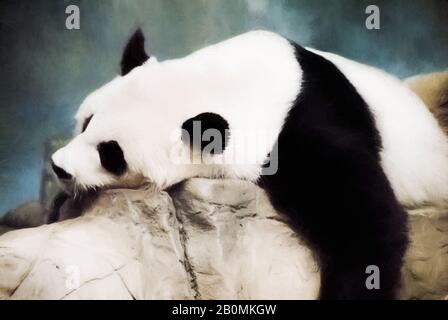 Giant Panda bear is lying on some rocks in a relaxed posture. This is digital art with a textured painting effect. Stock Photo