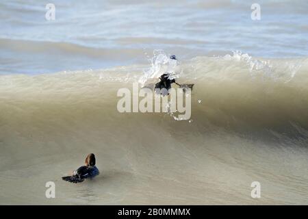 Goldeneye ducks feeding in wavy water Stock Photo