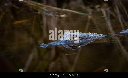 An American alligator (Alligator mississippiensis) stalks it's prey in the waters of Merritt Island, Florida. Stock Photo