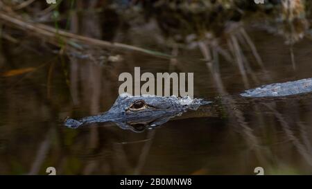 An American alligator (Alligator mississippiensis) stalks it's prey in the waters of Merritt Island, Florida. Stock Photo