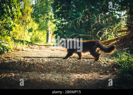 Black cat walking crossing the street road on green background. Bad luck sign - intersection. Spring day in park with bright bushes. Safety concept. Yellow eyes at the pet. Stock Photo