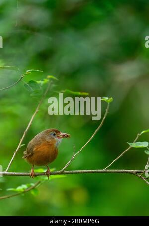 The tawny-bellied babbler or rufous-bellied babbler,  dark green nature, deep and mysterious, someone somewhere is echoing the colorful birds refrain Stock Photo