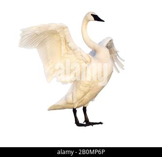 Trumpeter swan (Cygnus buccinator) isolated on white background. Stock Photo
