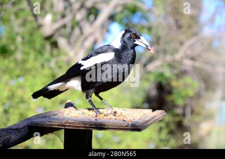 Australian magpie, Gymnorhina tibicen Stock Photo