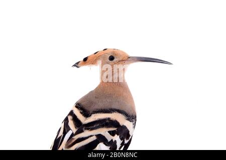 The hoopoe, close-up, white background Stock Photo