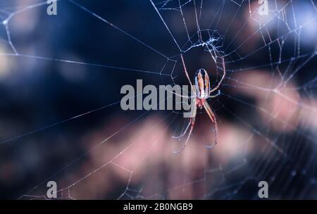 colorful spider in its cobweb Stock Photo