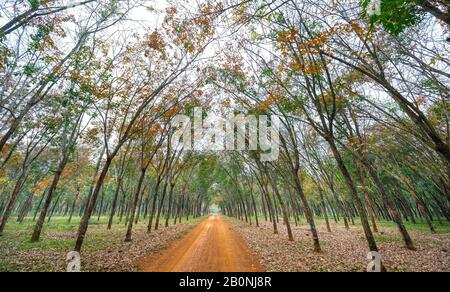 Path rubber season change leaves with trees line up dirt road leading into down at horizon. Stock Photo
