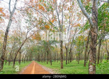 Path rubber season change leaves with trees line up dirt road leading into down at horizon. Stock Photo