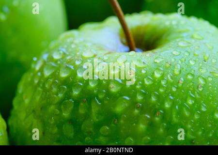 Close up of fresh green apple with water drops  Stock Photo