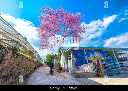 Landscape cherry blossom trees in a bustling morning sunshine, all create a sense of playfulness and character highlands when spring comes in Da Lat, Stock Photo