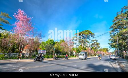 Landscape cherry blossom trees in a bustling morning sunshine, all create a sense of playfulness and character highlands when spring comes in Da Lat, Stock Photo