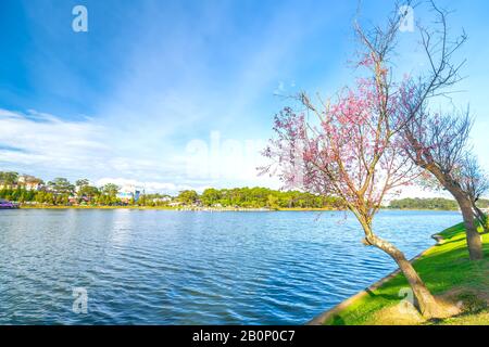 Cherry trees bloom along the lakeside in the sunny spring afternoon in Da Lat, Vietnam Stock Photo