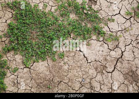 Hardy green ground covering perennial plant growing through cracked and dried dirt surface in summer. Stock Photo