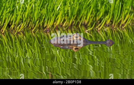 Caiman Patrolling in a Sea of Green in Pantanal National Park in Brazil Stock Photo