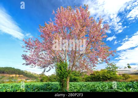 Cherry apricot trees blossom in the artichoke fields in the spring morning in the peaceful countryside Stock Photo