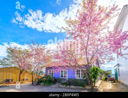 Purple house with white door frames and cherry apricot tree blossom in the spring morning is beautiful and peaceful in rural Da Lat, Vietnam Stock Photo