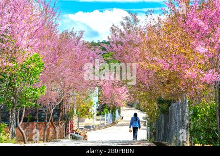Countryside landscape with rows of cherry blossoms blooming along road and silhouette of people walking along peaceful road near Da Lat, Vietnam Stock Photo