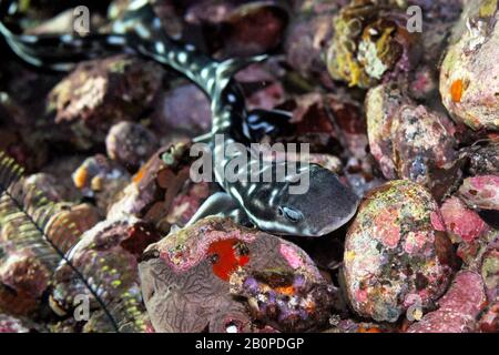 Coral catshark, Atelomycterus marmoratus, Komodo National Park, Indonesia Stock Photo