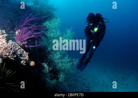 Diver observes a diverse coral reef scene with black coral, Antipathes sp., and a soft plexauridae coral, Echinogorgia sp., Komodo National Park, Indo Stock Photo