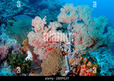 Sea fan, possibly Solenocaulon sp., on a highly biodiverse reef scene, Komodo National Park, Indonesia Stock Photo