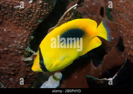 Oval-spot or mirror butterflyfish, Chaetodon speculum, Komodo National Park, Indonesia Stock Photo
