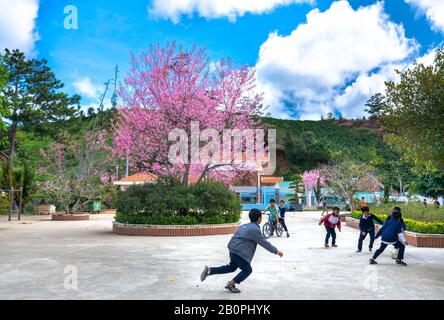 Elementary students in uniforms play in a school yard next to a cherry blossom tree in middle of yard in  spring morning on outskirts of Da Lat Stock Photo