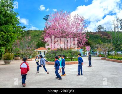 Elementary students in uniforms play in a school yard next to a cherry blossom tree in middle of yard in  spring morning on outskirts of Da Lat Stock Photo