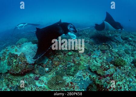 Three reef manta rays, Manta alfredi, swim at Manta Point, Nusa Penida, Indonesia Stock Photo