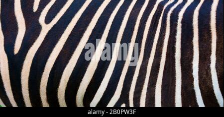 Zebra background, black and white stripes. Photo of the skin of a real zebra skin Stock Photo