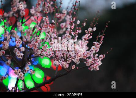 Jiangsu, Jiangsu, China. 21st Feb, 2020. Jiangsu, CHINA-On February 20, 2020, in Nanjing, Jiangsu province, some residents came to Xuanwu lake park to get close to nature and enjoy the beautiful spring scenery. Credit: SIPA Asia/ZUMA Wire/Alamy Live News Stock Photo