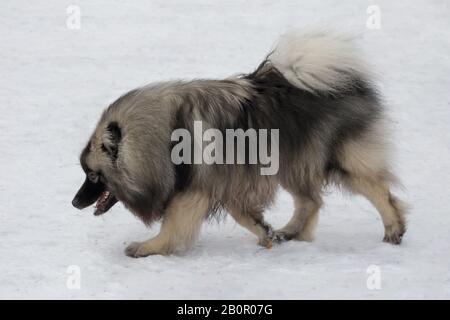 Cute deutscher wolfspitz puppy is walking in the winter park. Pet animals. Purebred dog. Stock Photo
