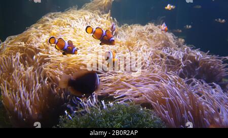 Nemo clown fish swimming in the sea anemone on the colorful healthy coral reef. Anemonefish nemo group swimming underwater. Stock Photo