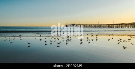 Sunset on the beach and flock of birds. Avila Beach, beautiful Central Coast of California Stock Photo