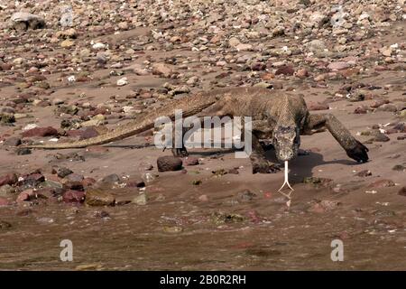 Komodo dragon by the beach drinks water, Varanus komodoensis, Rinca Island, Komodo National Park, Indonesia Stock Photo